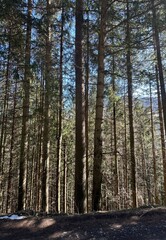pine forest in winter, a walk in the forest