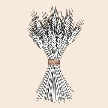 Wheat stalk bundle tied with string outline &ndash; Great for rustic branding, natural packaging, or minimalist harvest designs