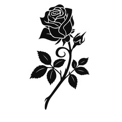 black rose vector illustration
