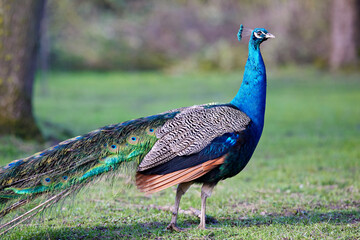 A majestic peacock stands gracefully in a lush green field. Its iridescent blue plumage and long, patterned tail feathers are beautifully displayed against the soft, natural background. © erwin