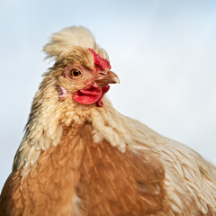Close-up portrait of a charming hen with a distinctive feathery crest, vibrant red comb, and wattles. Its light brown and white plumage stands out against a soft, blurred background, capturing its nat
