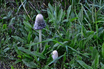 Shaggy Mane Mushrooms in Grassy Field