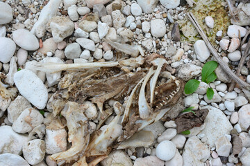 Weathered Animal Bones on Rocky Shoreline
