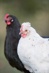 A white hen in sharp focus stands in the foreground, with a blurred black chicken behind, both set against a soft, natural outdoor background.