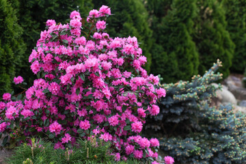 Obraz premium Pink-flowered rhododendrons and conifers in the garden in spring