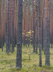 Clear pine autumn forest on a cloudy day.