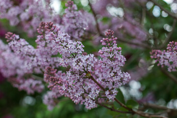 Lilac blossoms in the garden