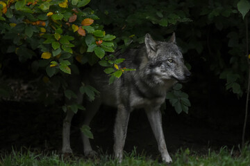 A wolf comes out from under a tree into a clearing and looks around.

