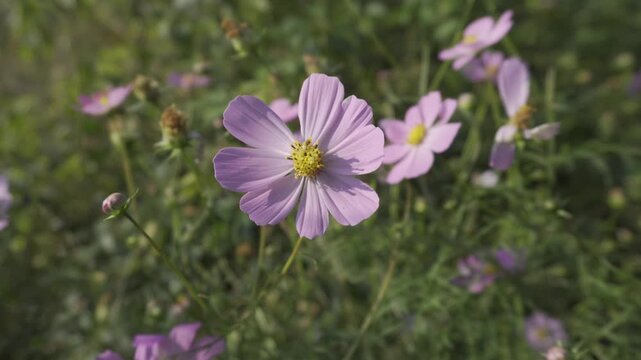 Close-up of Beautiful Pink Cosmos Flower Blooming in Green Garden Field Under Natural Sunlight