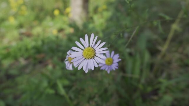 Close-up Series of Beautiful Wildflowers Blooming in Green Nature Field