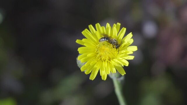 Macro View of Yellow Wildflower with Pollinating Insect &ndash; Symbol of Nature Balance and Biodiversity

