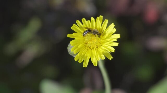 Macro View of Yellow Wildflower with Pollinating Insect &ndash; Symbol of Nature Balance and Biodiversity

