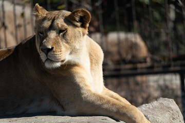 Lioness Zoo Enclosure Resting