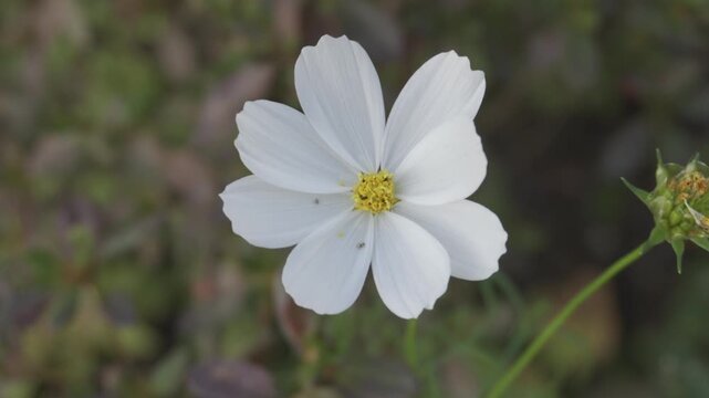 Close-up Series of Beautiful Wildflowers Blooming in Green Nature Field