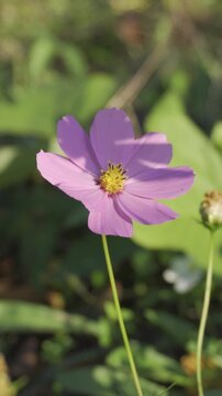 Close-up of Beautiful Pink Cosmos Flower Blooming in Green Garden Field Under Natural Sunlight