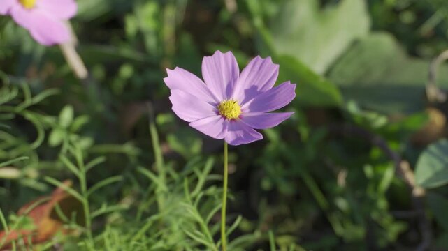 Close-up of Beautiful Pink Cosmos Flower Blooming in Green Garden Field Under Natural Sunlight