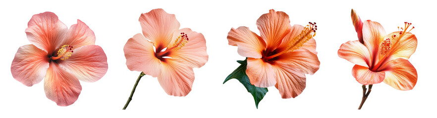 Beautiful Peach Hibiscus Flowers Isolated on a White Background, PNG bundle collection, Isolated on Transparent Background
