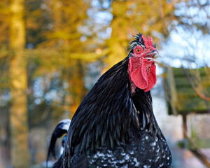 A striking black rooster with a bold red comb and wattle stands proudly, its beak open. The blurred golden autumn trees provide a warm, natural backdrop for this vibrant farm bird.
