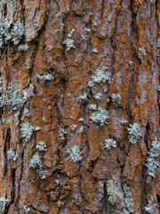 Pine tree bark texture background. Close up view.