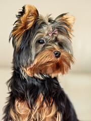 Close-up of an adorable Yorkshire Terrier puppy with a small pink bow, looking alert and cute. A charming domestic pet with beautiful long black and tan fur.
