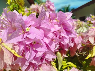bougainville flower colourful in a garden, sun bright, and green leaves