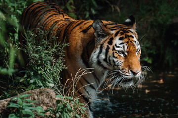 Ein sibirischer Tiger durchstreift sein Gehege im Tierpark