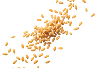 Close-up macro view of scattered wheat grains scattered organic food ingredient and agriculture concept isolated on transparent background
