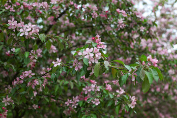 Obraz premium The blooming of a pink apple tree in the garden