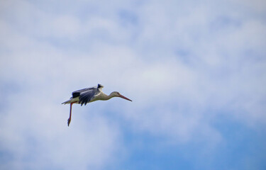 Vol de cigogne