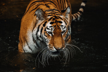 Ein sibirischer Tiger durchstreift sein Gehege im Tierpark