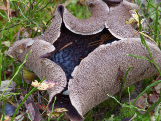 Mushrooms growing in the autumn forest on moss.