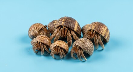 Seven hermit crabs of various sizes cluster on a bright blue surface