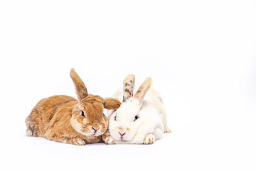 Adorable pair of rabbits lying side by side on a white background. One brown and one white bunny rest closely together, showing warmth, trust, and gentle companionship.
