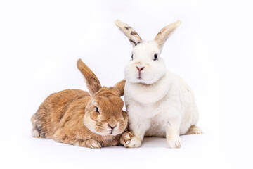 Adorable pair of rabbits lying side by side on a white background. One brown and one white bunny rest closely together, showing warmth, trust, and gentle companionship.
