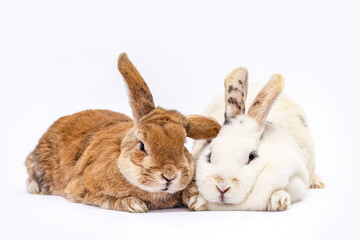 Adorable pair of rabbits lying side by side on a white background. One brown and one white bunny rest closely together, showing warmth, trust, and gentle companionship.
