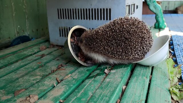A hedgehog eats from a bowl. A young, medium-sized, spiny hedgehog has gone outside. The animal is eating cat food from a metal bowl. Its backside has reached into a bowl of water and knocked it over.