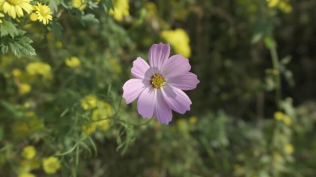 Close-up of Beautiful Pink Cosmos Flower Blooming in Green Garden Field Under Natural Sunlight