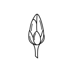 Detailed Line Art Illustration of a Budding Flower