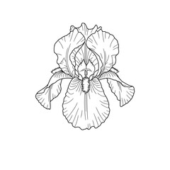 Detailed Black and White Iris Flower with Delicate Petal Lines
