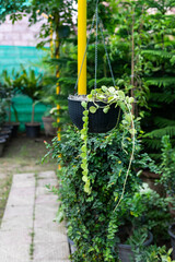 Dischidia nummularia , commonly referred to as string-of-nickels or button orchid in a hanging pot.