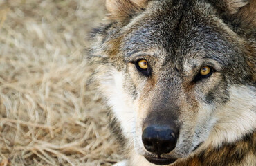 Regard du loup