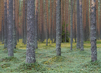 Clear pine autumn forest on a cloudy day.