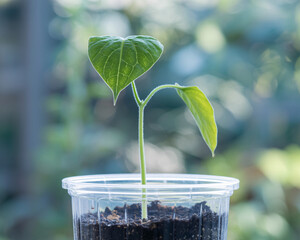 Delicate green seedling emerges from rich soil in clear pot, symbolizing new beginnings and growth