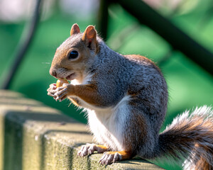 Adorable squirrel savoring a tasty nut on a sunlit stone wall with vibrant green background blur
