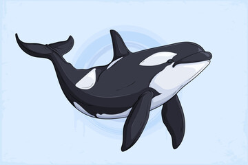 Naklejka premium Hand drawn orca , detailed black and white killer whale, marine wildlife predator, ocean animal artwork