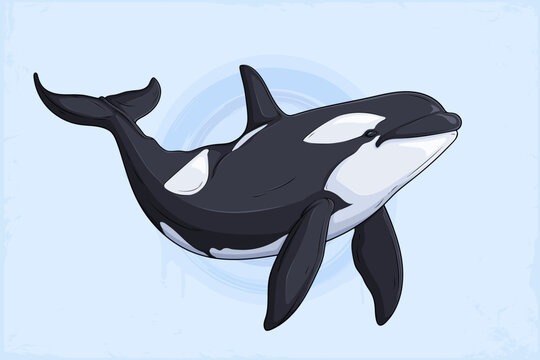 Hand drawn orca , detailed black and white killer whale, marine wildlife predator, ocean animal artwork
