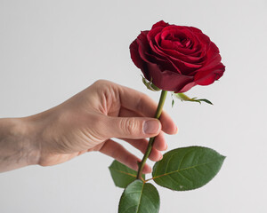 Tender hand offering a single vibrant red rose, symbolizing love, passion, and romance with elegant simplicity