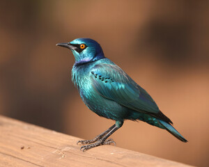 Iridescent blue starling with vibrant orange eye perched on wooden railing, showcasing stunning avian beauty in natural light.