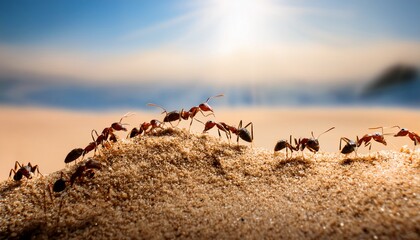 Obraz premium ants on the sand