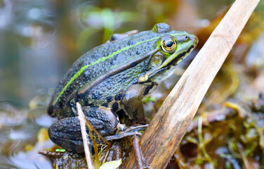 Au plus près du crapaud